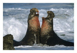 Northern Elephant Seal Males Fighting, California Coast-Paper Art-26,,X18,,