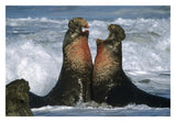 Northern Elephant Seal Males Fighting, California Coast-Paper Art-32,,X22,,