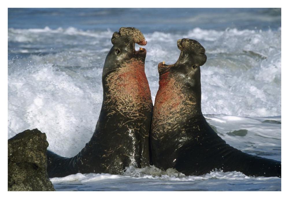 Northern Elephant Seal Males Fighting, California Coast-Paper Art-38,,X26,,