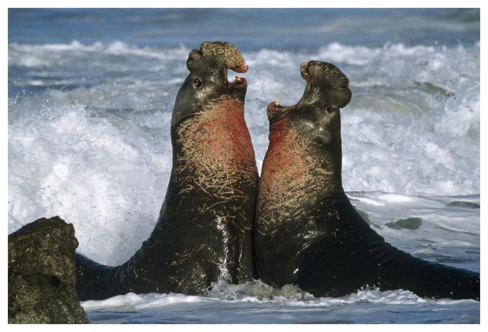 Northern Elephant Seal Males Fighting, California Coast-Paper Art-62,,X42,,