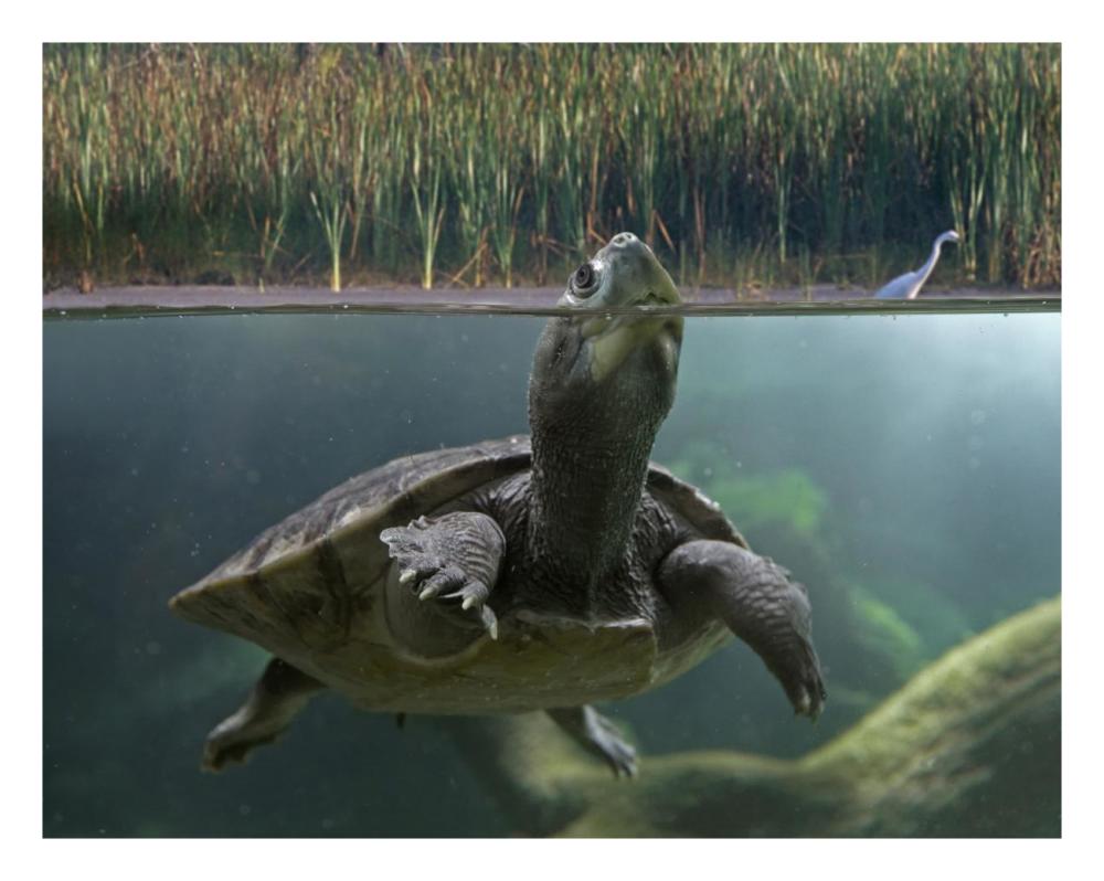 Turtle Breathing At Surface, Jurong Bird Park, Singapore-Paper Art-26,,X20,,