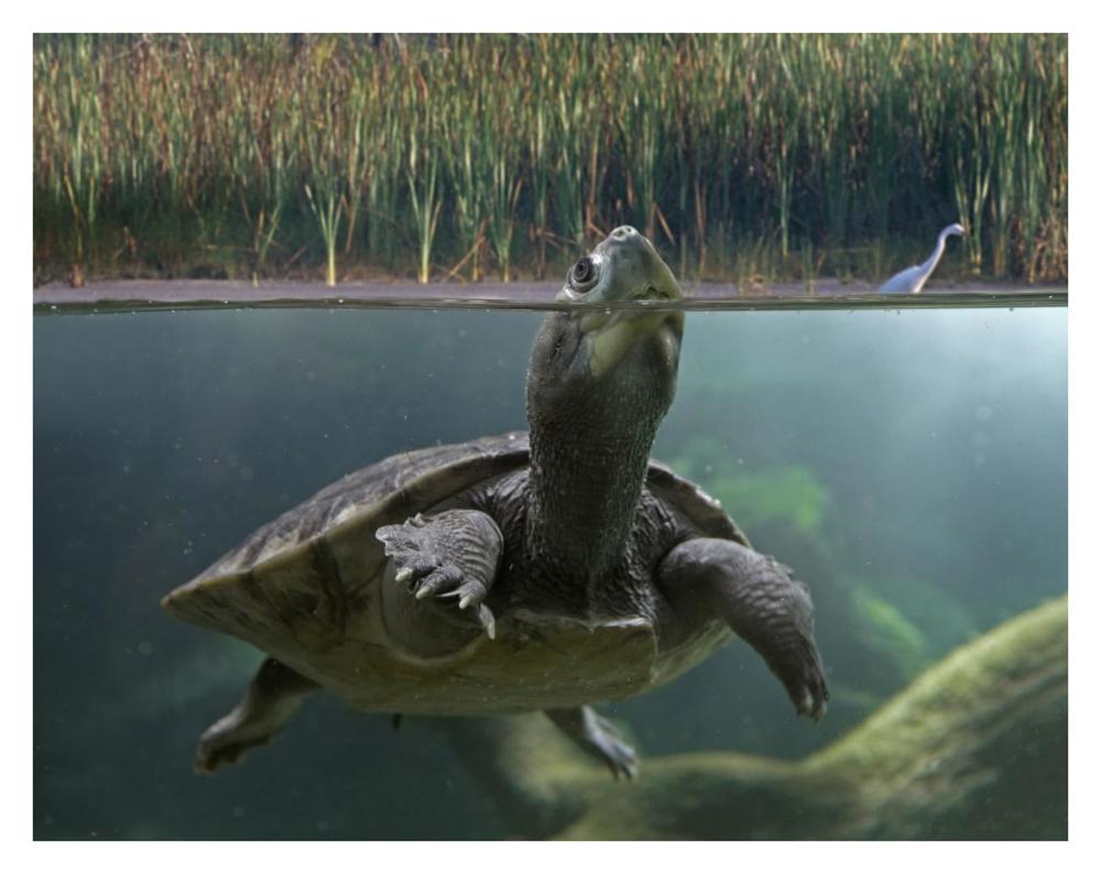 Turtle Breathing At Surface, Jurong Bird Park, Singapore-Paper Art-34,,X26,,