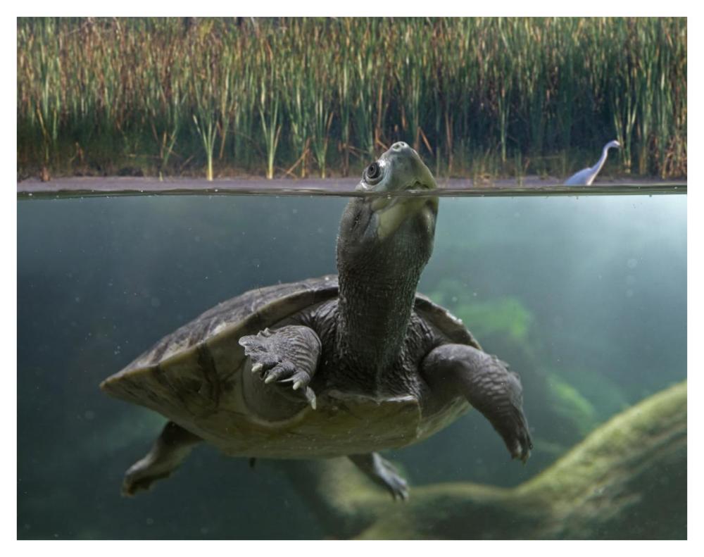 Turtle Breathing At Surface, Jurong Bird Park, Singapore-Paper Art-42,,X32,,