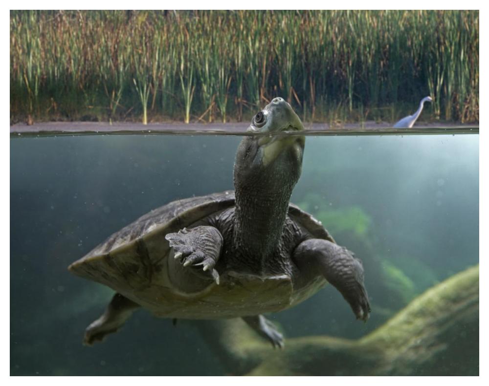 Turtle Breathing At Surface, Jurong Bird Park, Singapore-Paper Art-50,,X38,,