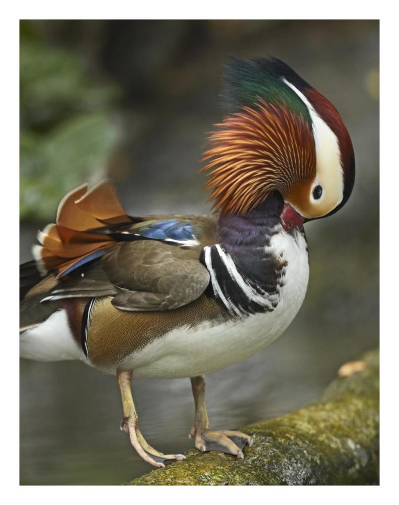 Mandarin Duck Male Preening, Jurong Bird Park, Singapore-Paper Art-20,,X26,,