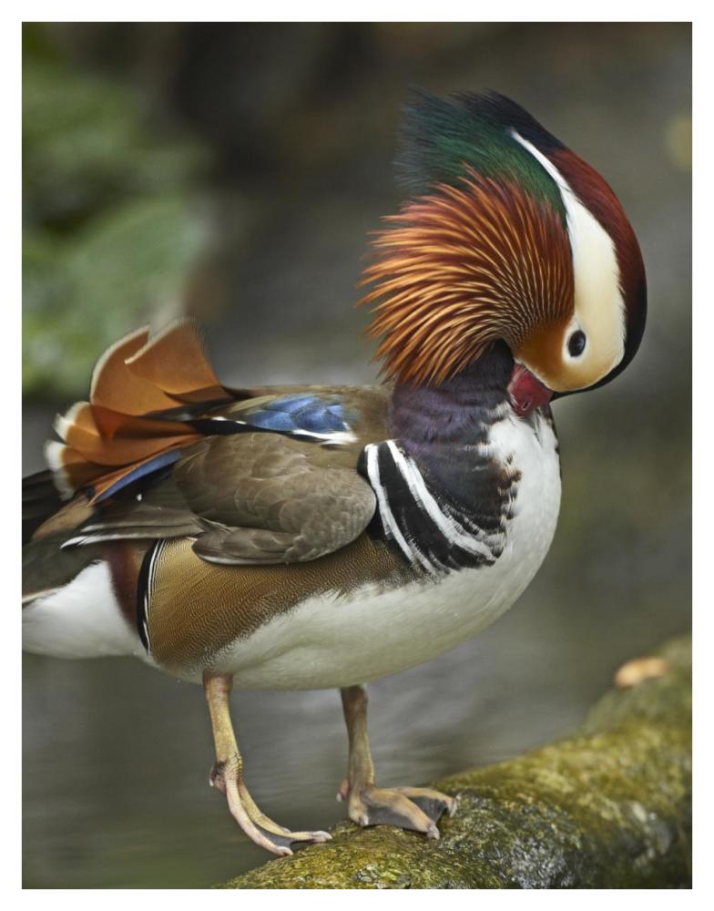 Mandarin Duck Male Preening, Jurong Bird Park, Singapore-Paper Art-32,,X42,,