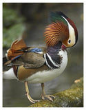 Mandarin Duck Male Preening, Jurong Bird Park, Singapore-Paper Art-32,,X42,,