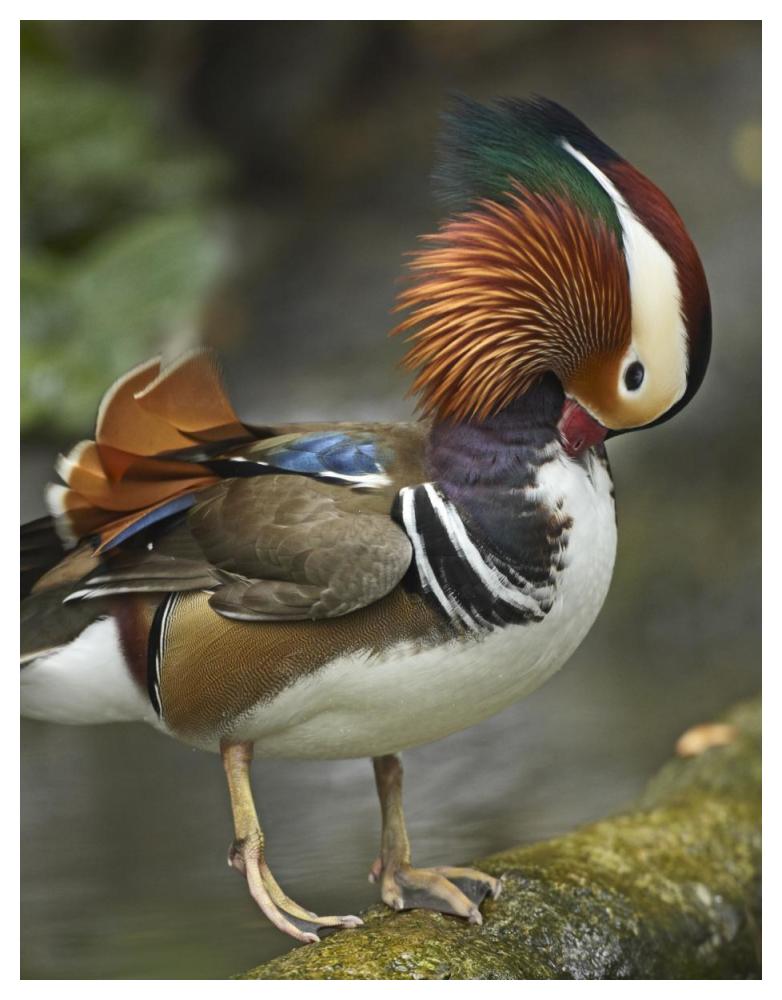 Mandarin Duck Male Preening, Jurong Bird Park, Singapore-Paper Art-38,,X50,,