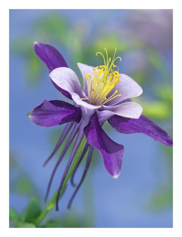 Colorado Blue Columbine Close Up Of Bloom, North America-Paper Art-20,,X26,,