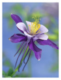 Colorado Blue Columbine Close Up Of Bloom, North America-Paper Art-26,,X34,,
