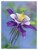 Colorado Blue Columbine Close Up Of Bloom, North America-Paper Art-32,,X42,,