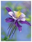 Colorado Blue Columbine Close Up Of Bloom, North America-Paper Art-38,,X50,,