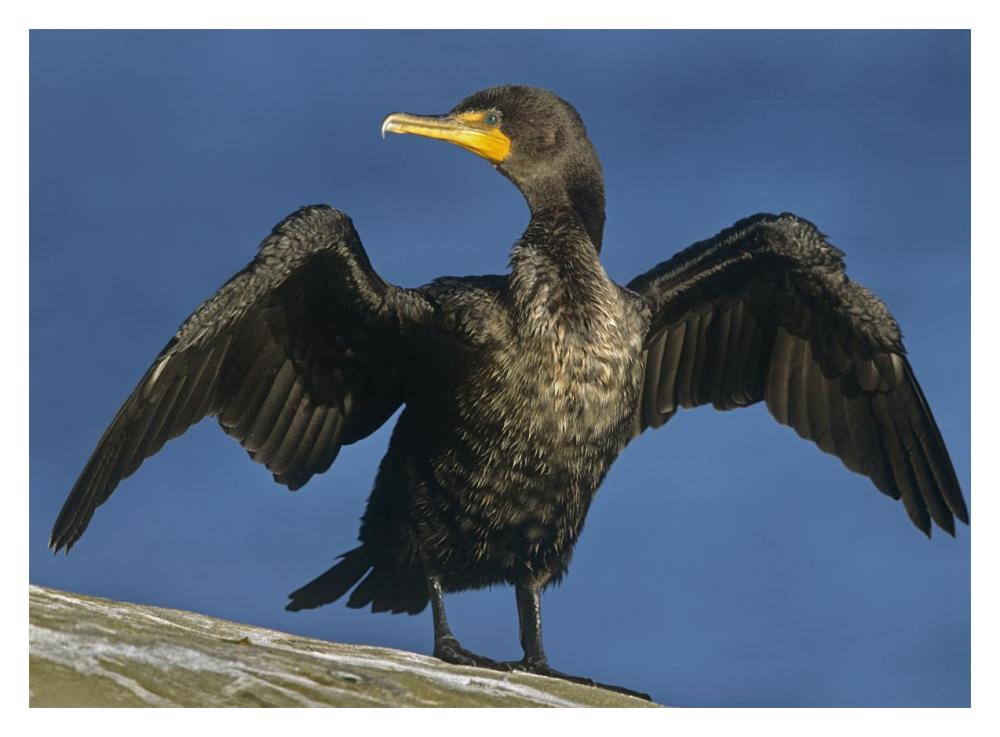Double-Crested Cormorant Drying Its Wings, North America-Paper Art-18,,X14,,