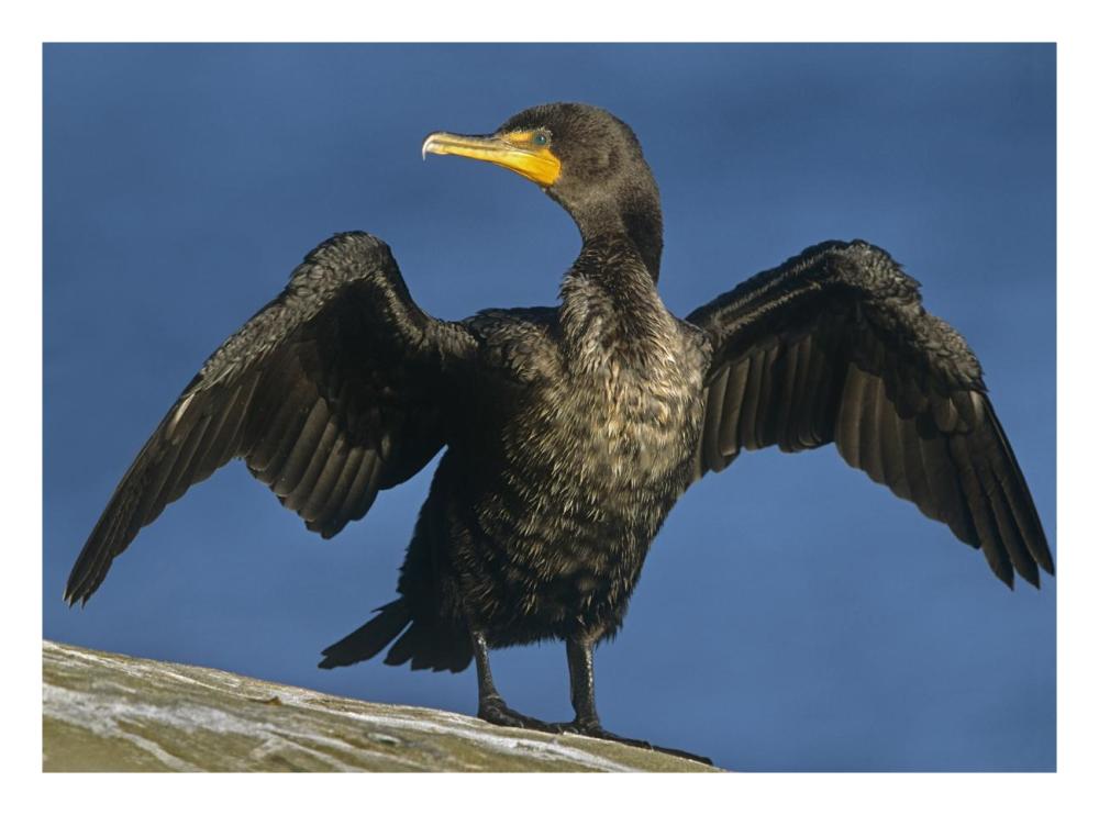Double-Crested Cormorant Drying Its Wings, North America-Paper Art-26,,X20,,