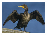 Double-Crested Cormorant Drying Its Wings, North America-Paper Art-26,,X20,,