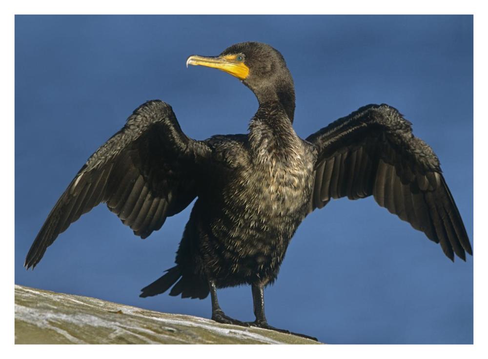 Double-Crested Cormorant Drying Its Wings, North America-Paper Art-34,,X26,,