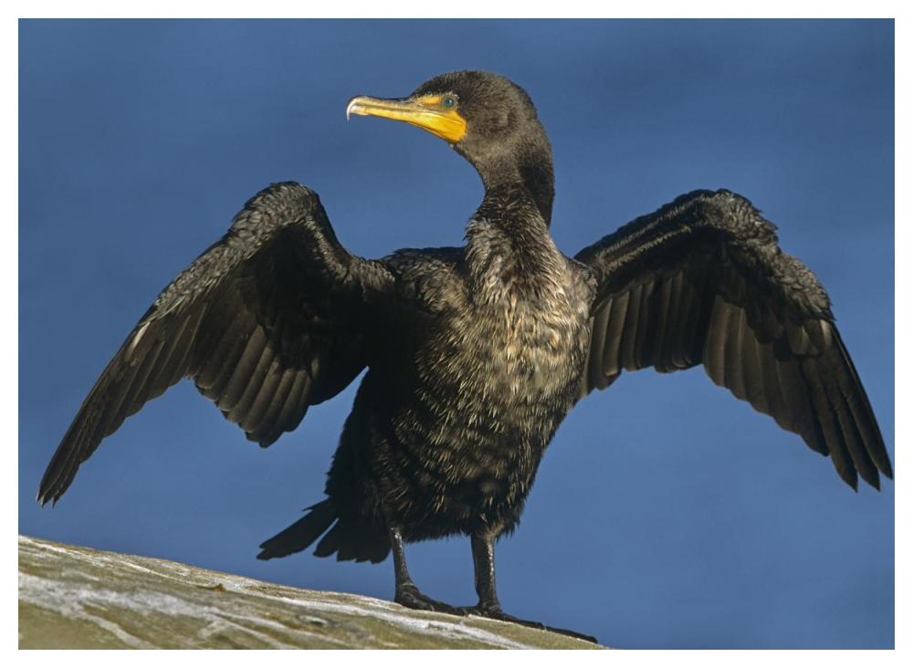 Double-Crested Cormorant Drying Its Wings, North America-Paper Art-50,,X38,,