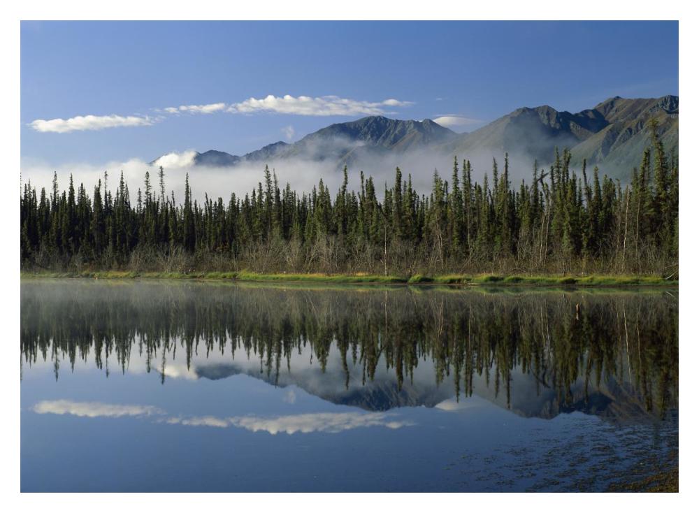 Boreal Forest Along Lake Edge, Nutzotin Mountains, Alaska-Paper Art-18,,X14,,
