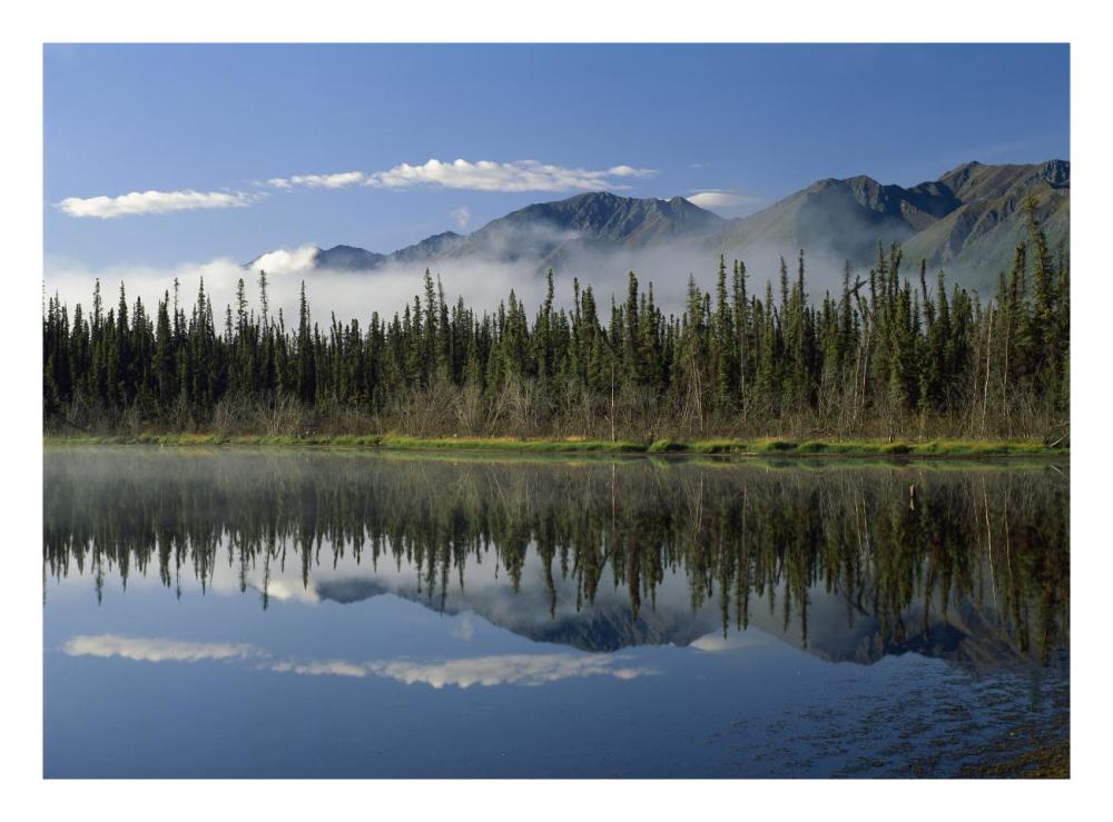 Boreal Forest Along Lake Edge, Nutzotin Mountains, Alaska-Paper Art-26,,X20,,