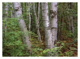 Birch Forest, Pictured Rocks National Lakeshore, Michigan-Paper Art-18,,X14,,