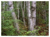 Birch Forest, Pictured Rocks National Lakeshore, Michigan-Paper Art-42,,X32,,