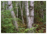 Birch Forest, Pictured Rocks National Lakeshore, Michigan-Paper Art-50,,X38,,