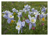 Colorado Blue Columbine Flowers, American Basin, Colorado-Paper Art-18,,X14,,