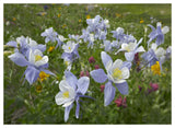 Colorado Blue Columbine Flowers, American Basin, Colorado-Paper Art-50,,X38,,