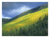 Aspen Forest, Maroon Bells, Snowmass Wilderness, Colorado-Paper Art-26,,X20,,