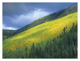 Aspen Forest, Maroon Bells, Snowmass Wilderness, Colorado-Paper Art-34,,X26,,