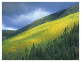 Aspen Forest, Maroon Bells, Snowmass Wilderness, Colorado-Paper Art-42,,X32,,