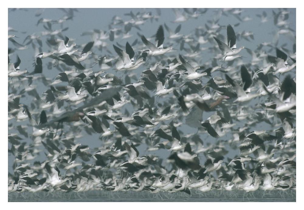 American Avocet Flock Erupting Into Flight, North America-Paper Art-20,,X14,,