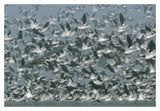 American Avocet Flock Erupting Into Flight, North America-Paper Art-20,,X14,,