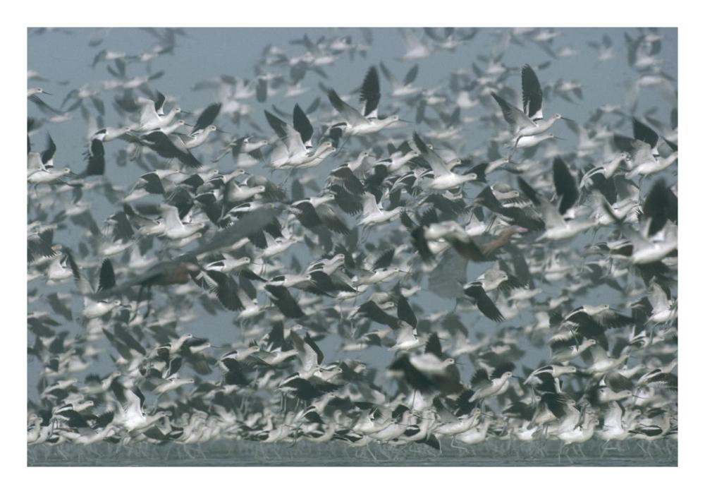 American Avocet Flock Erupting Into Flight, North America-Paper Art-26,,X18,,