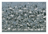 American Avocet Flock Erupting Into Flight, North America-Paper Art-26,,X18,,