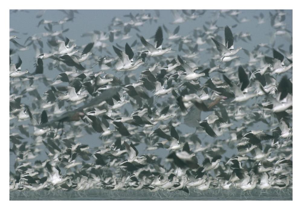 American Avocet Flock Erupting Into Flight, North America-Paper Art-32,,X22,,