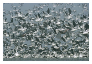 American Avocet Flock Erupting Into Flight, North America-Paper Art-32,,X22,,