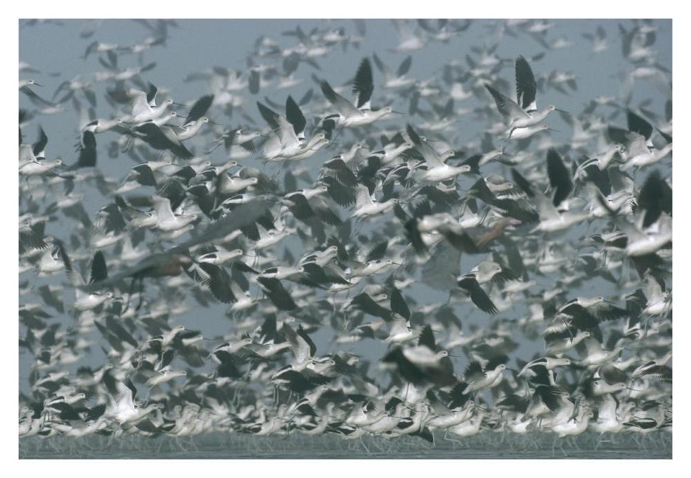 American Avocet Flock Erupting Into Flight, North America-Paper Art-38,,X26,,
