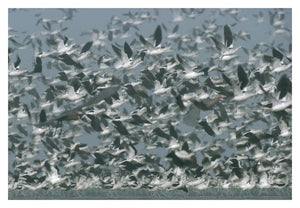 American Avocet Flock Erupting Into Flight, North America-Paper Art-38,,X26,,