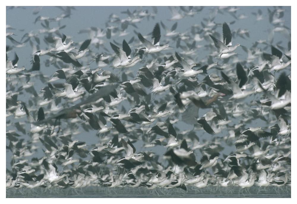 American Avocet Flock Erupting Into Flight, North America-Paper Art-50,,X34,,