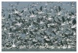 American Avocet Flock Erupting Into Flight, North America-Paper Art-50,,X34,,