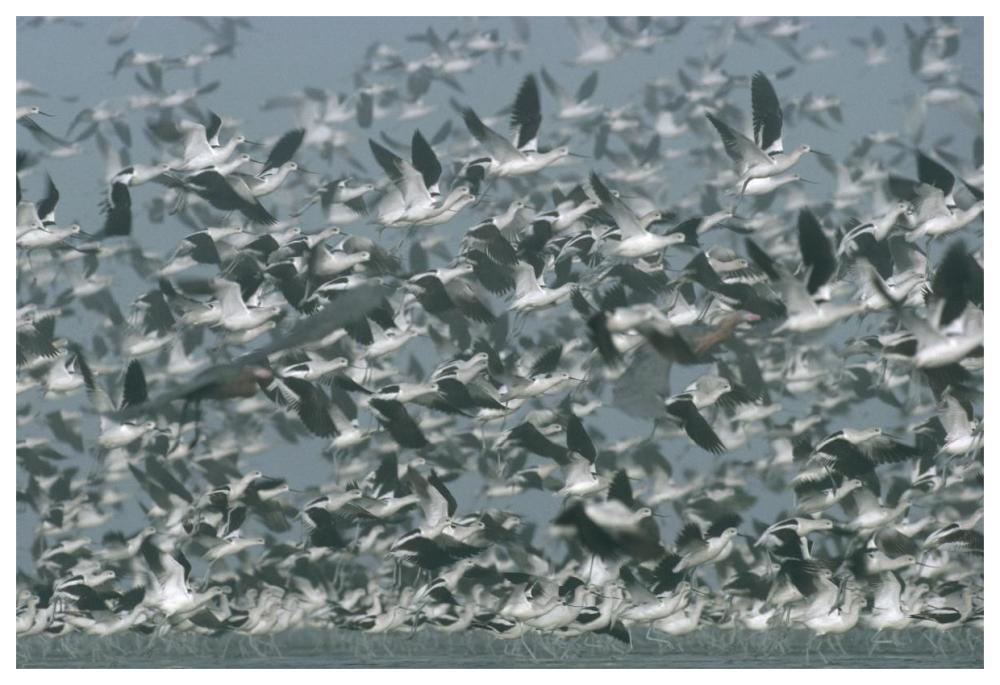 American Avocet Flock Erupting Into Flight, North America-Paper Art-62,,X42,,