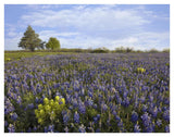 Bluebonnet And Lemon Paintbrush Meadow Near Albany, Texas-Paper Art-42,,X32,,