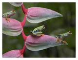 Red-Eyed Tree Frog Three Sitting On Heliconia, Costa Rica-Paper Art-18,,X14,,