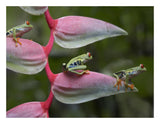 Red-Eyed Tree Frog Three Sitting On Heliconia, Costa Rica-Paper Art-26,,X20,,
