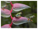 Red-Eyed Tree Frog Three Sitting On Heliconia, Costa Rica-Paper Art-42,,X32,,