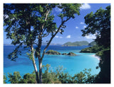 Caribbean Seen Through Trees, Virgin Islands National Park-Paper Art-18,,X14,,
