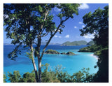 Caribbean Seen Through Trees, Virgin Islands National Park-Paper Art-34,,X26,,