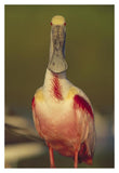 Roseate Spoonbill Adult In Breeding Plumage, North America-Paper Art-26,,X38,,