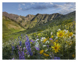 Larkspur And Sunflowers, Albion Basin, Wasatch Range, Utah-Paper Art-34,,X26,,